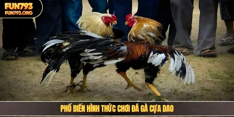 Phổ biến hình thức chơi đá gà cựa dao
