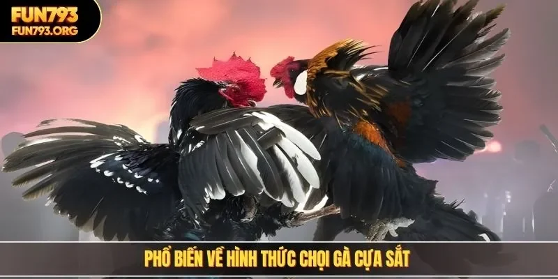 Phổ biến về hình thức chọi gà cựa sắt