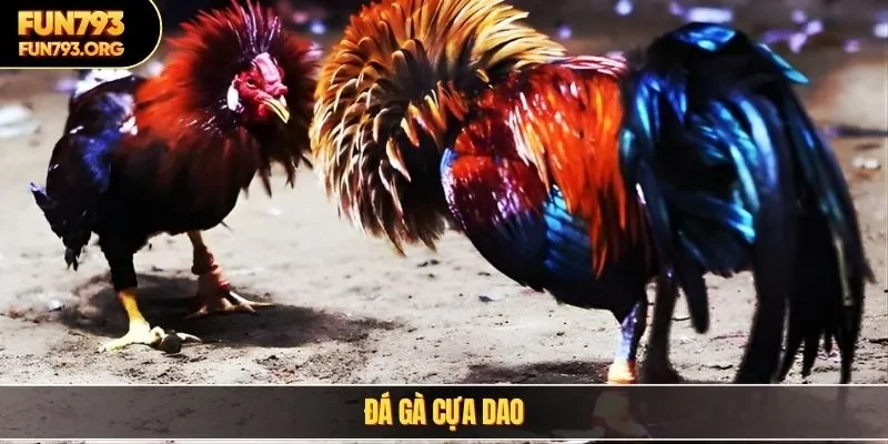 Đá gà cựa dao